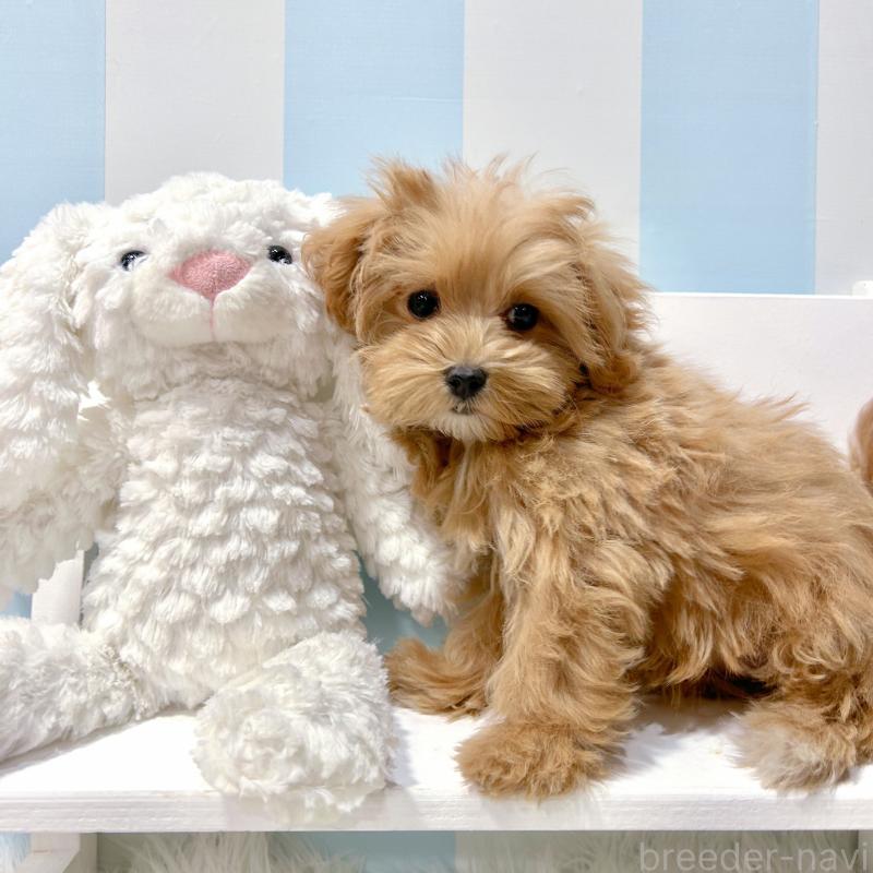 販売中の栃木県のマルプー:マルチーズ×トイプードル-440805の3枚目