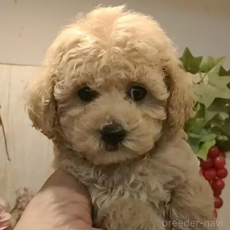 販売中の愛知県のティーカッププードル-440804