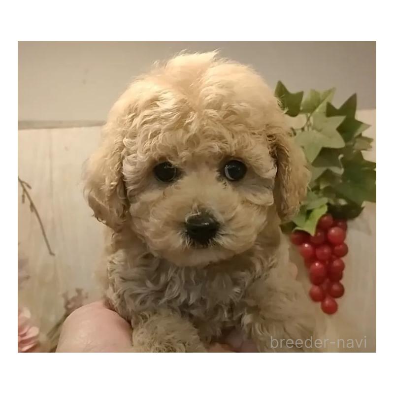 販売中の愛知県のティーカッププードル-440804の6枚目