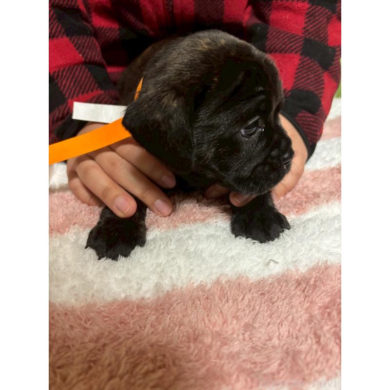 成約済の栃木県のミックス犬-436825の3枚目