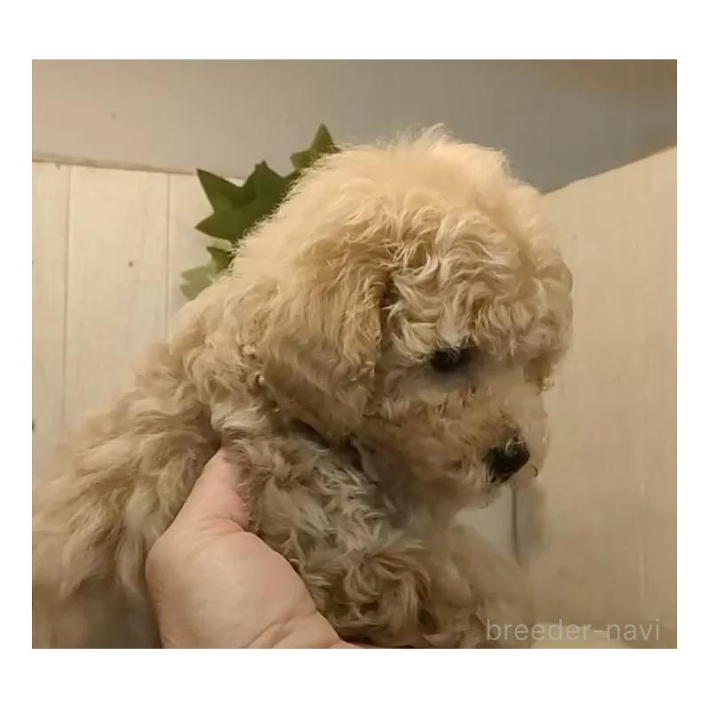 販売中の愛知県のティーカッププードル-440804の5枚目