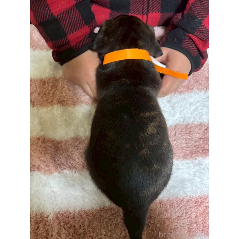 成約済の栃木県のミックス犬-436825の2枚目