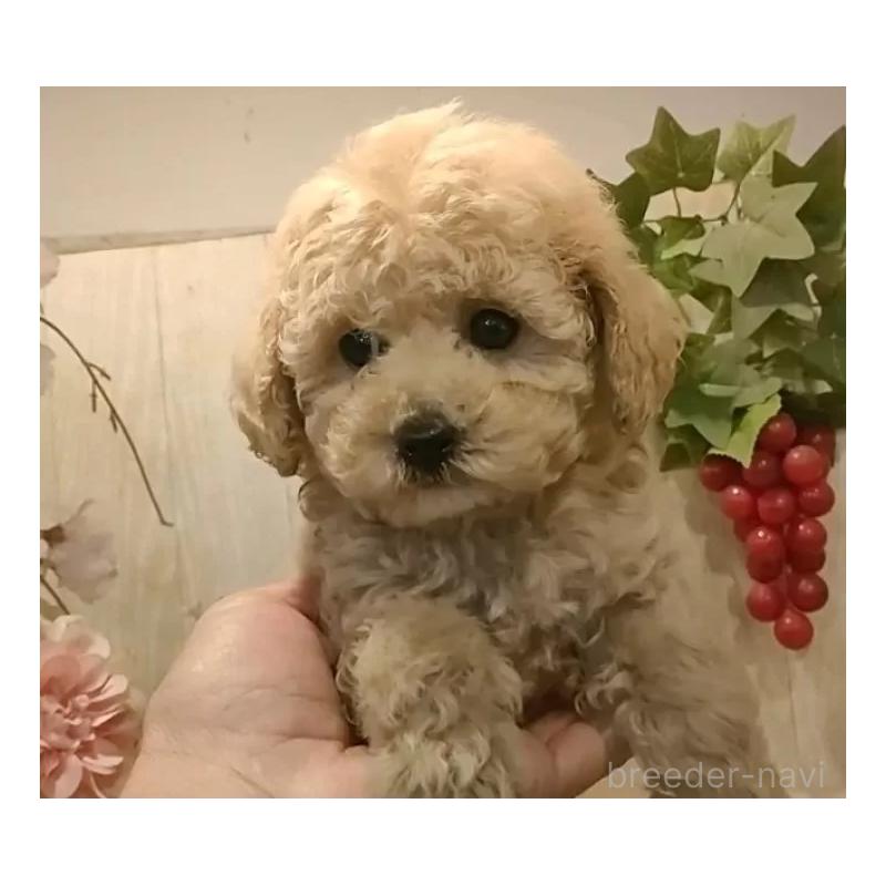 販売中の愛知県のティーカッププードル-440804の4枚目