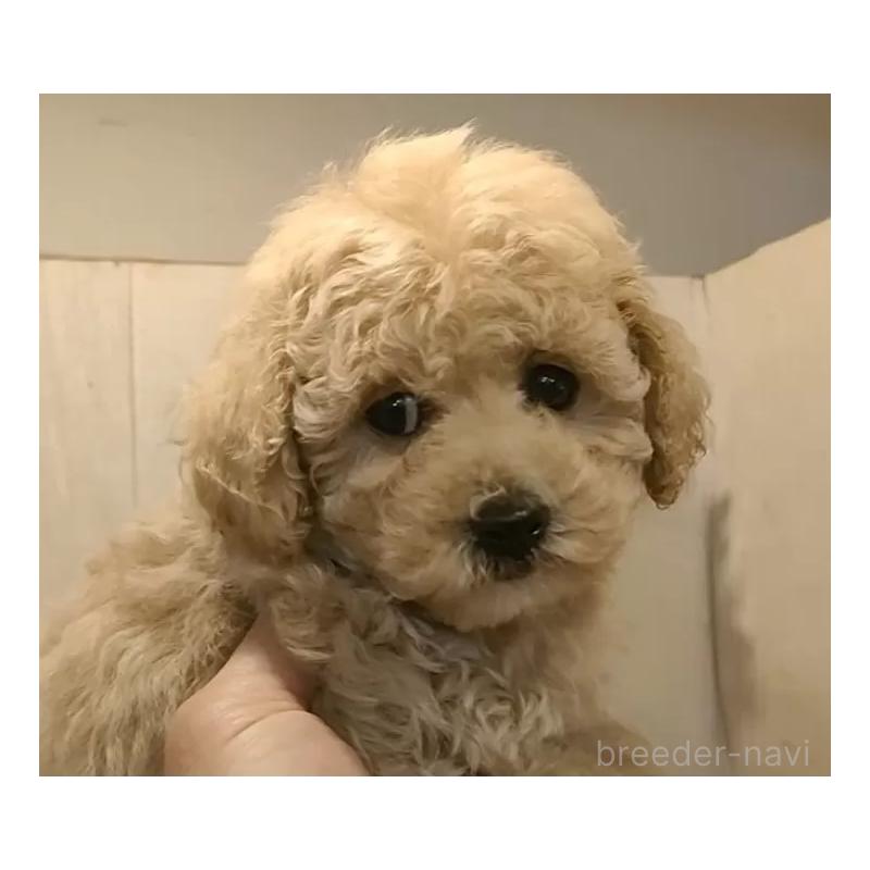 販売中の愛知県のティーカッププードル-440804の3枚目