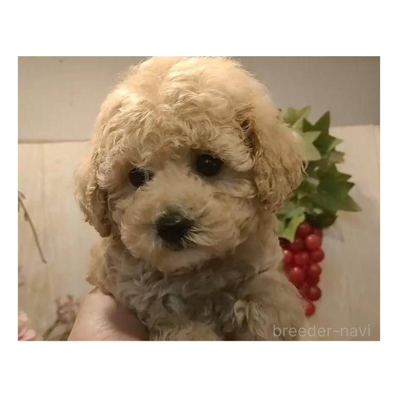 販売中の愛知県のティーカッププードル-440804の2枚目