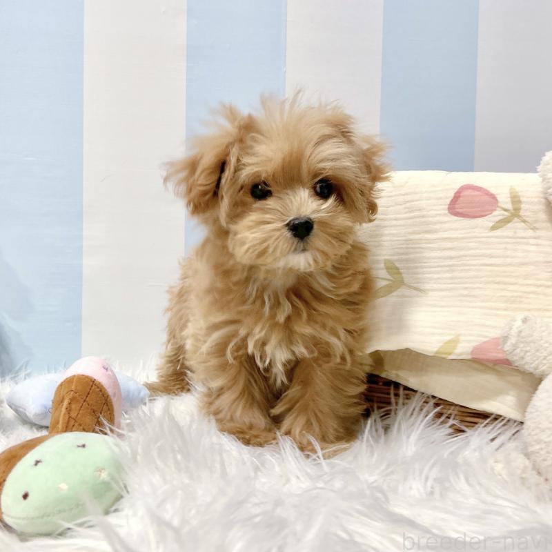 販売中の栃木県のマルプー:マルチーズ×トイプードル-440805の1枚目