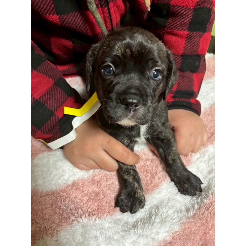 商談中の栃木県のミックス犬-436823の5枚目