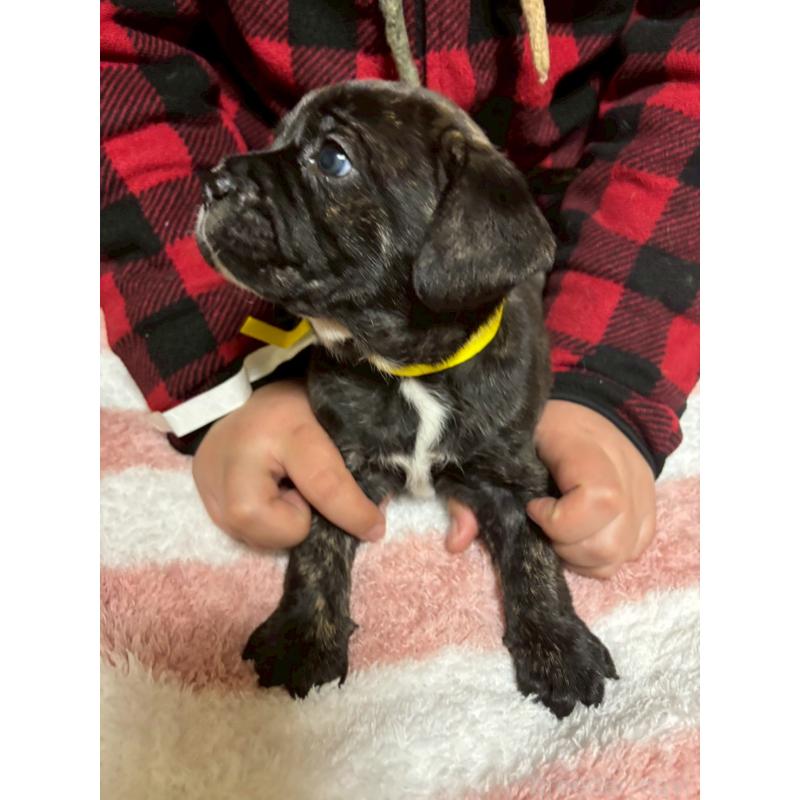 商談中の栃木県のミックス犬-436823の4枚目