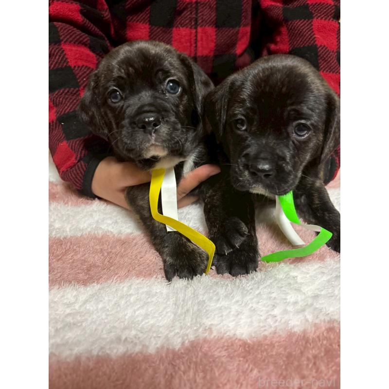 成約済の栃木県のミックス犬-436824の2枚目