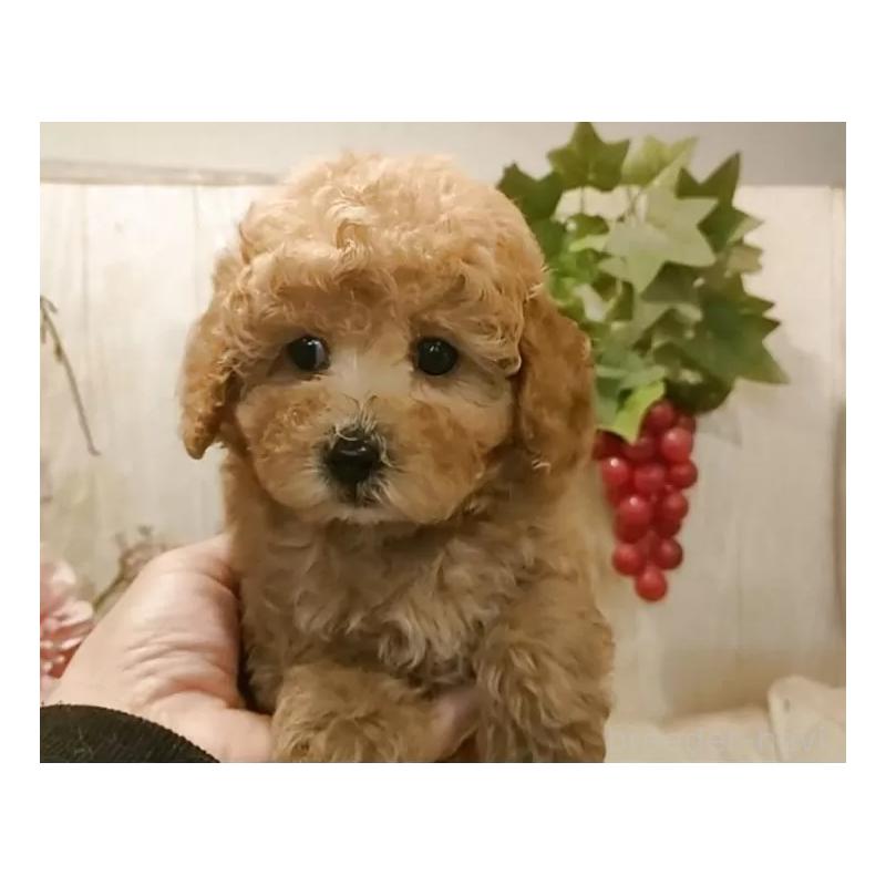 販売中の愛知県のティーカッププードル-440806の6枚目