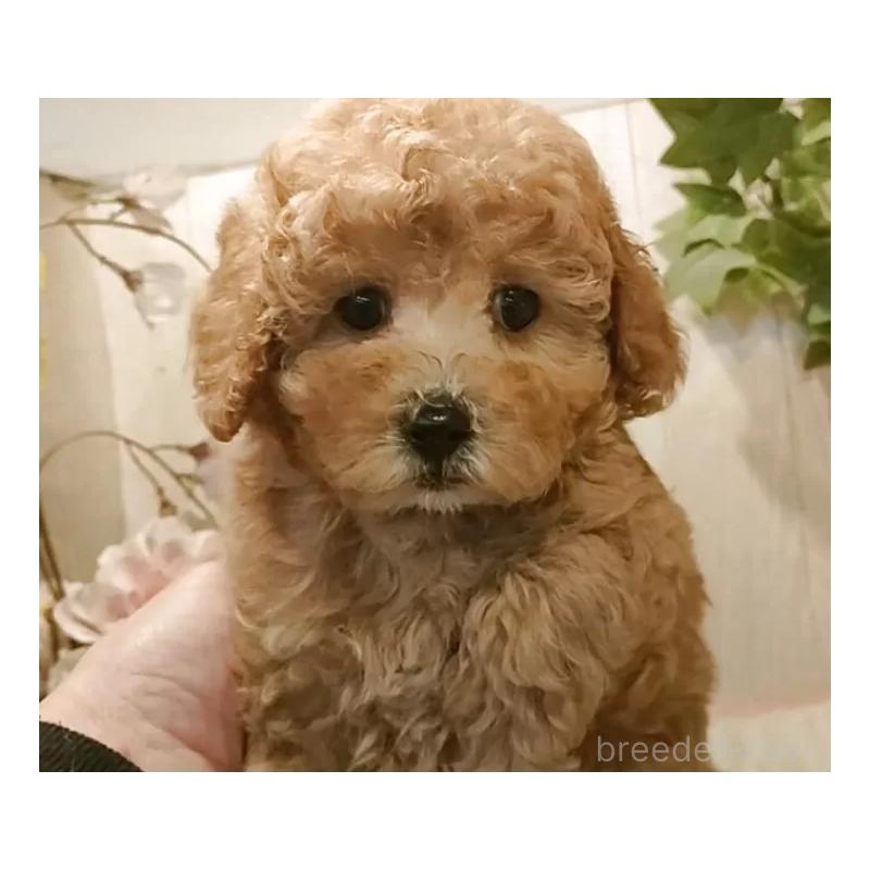 販売中の愛知県のティーカッププードル-440806の5枚目