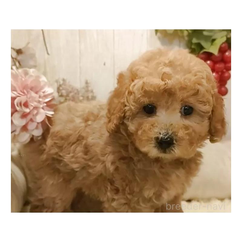 販売中の愛知県のティーカッププードル-440806の4枚目