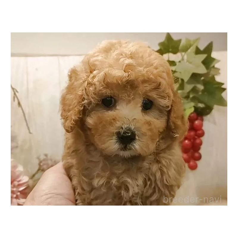 販売中の愛知県のティーカッププードル-440806の3枚目