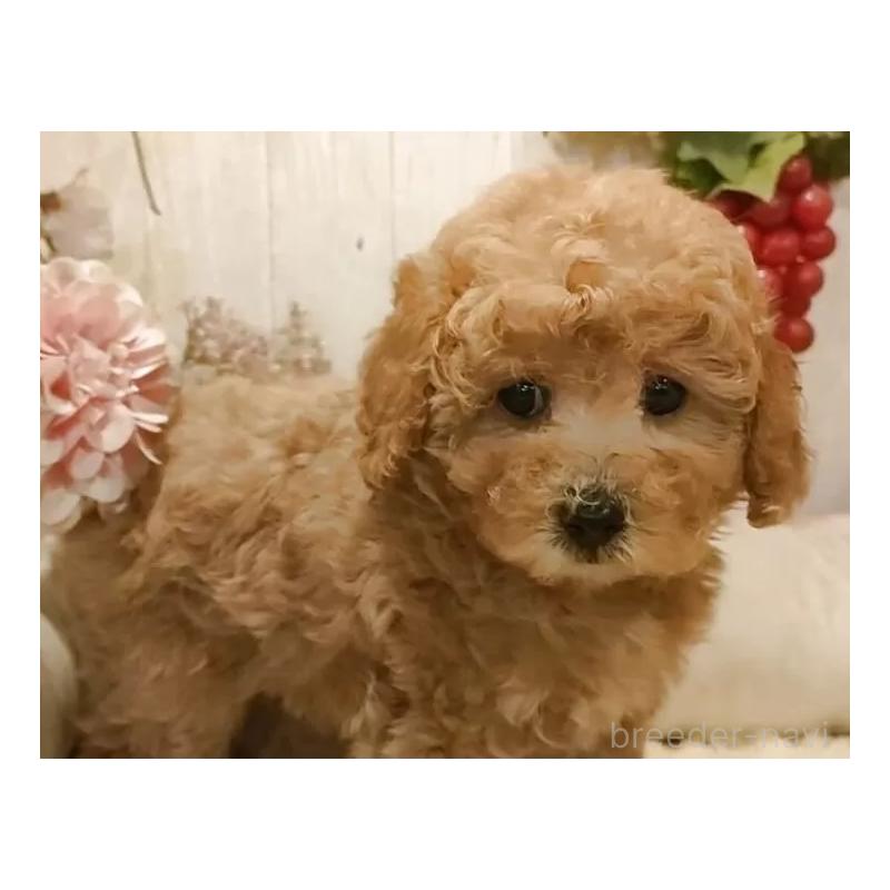 販売中の愛知県のティーカッププードル-440806の2枚目