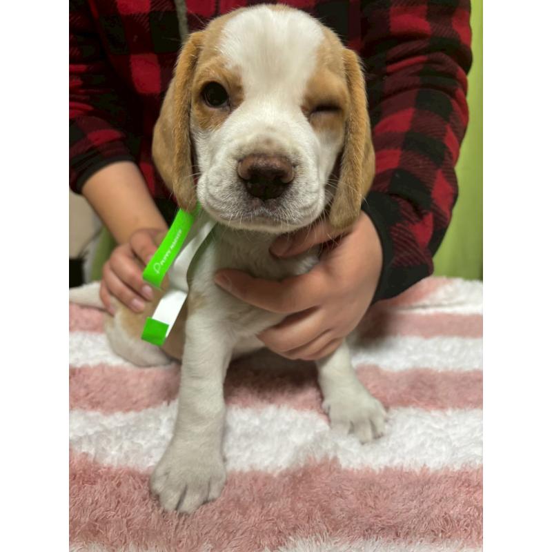 販売中の栃木県のビーグル-436057の4枚目