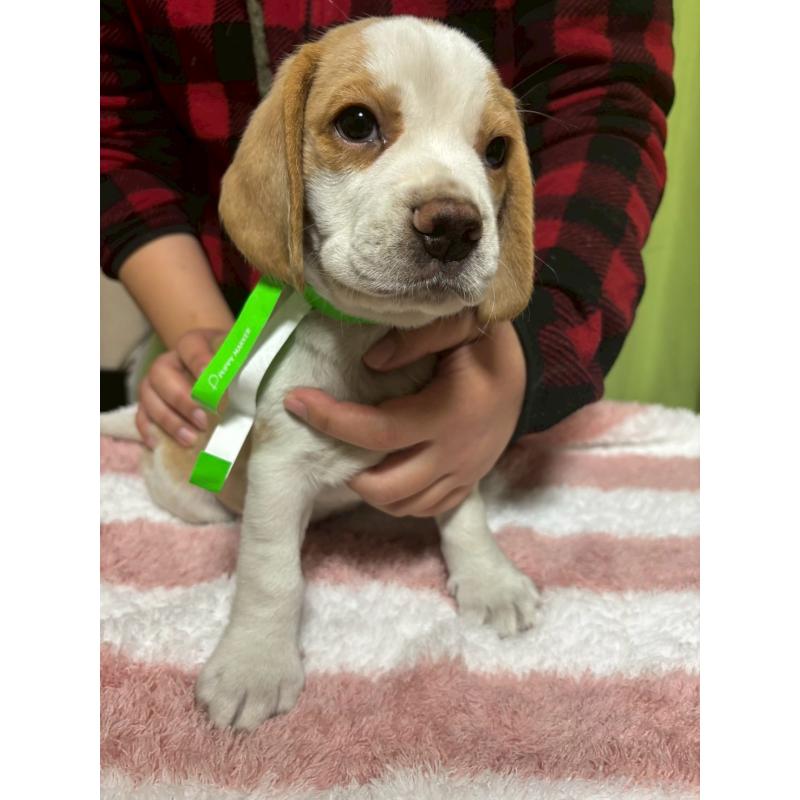 販売中の栃木県のビーグル-436057の3枚目