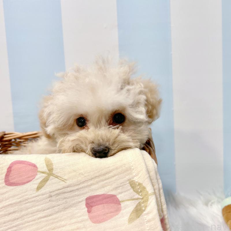 販売中の栃木県のマルプー:マルチーズ×トイプードル-440807の6枚目