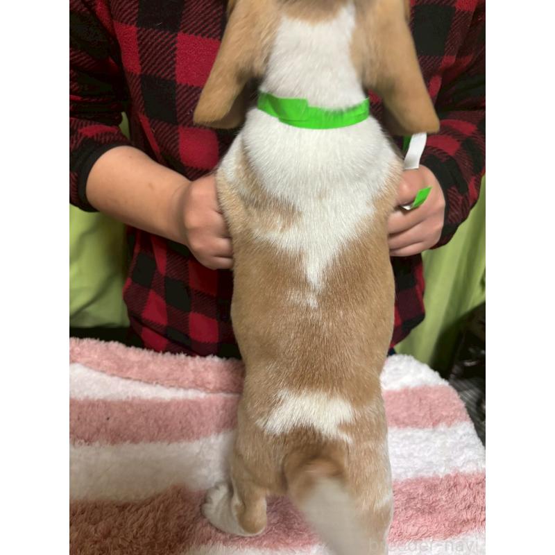 販売中の栃木県のビーグル-436057の2枚目