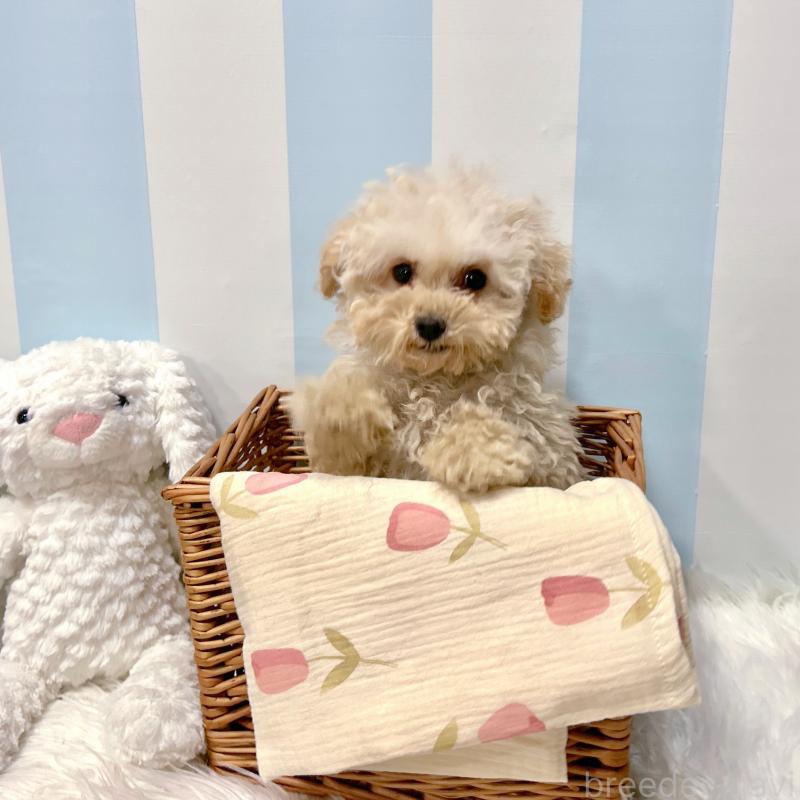 販売中の栃木県のマルプー:マルチーズ×トイプードル-440807の4枚目