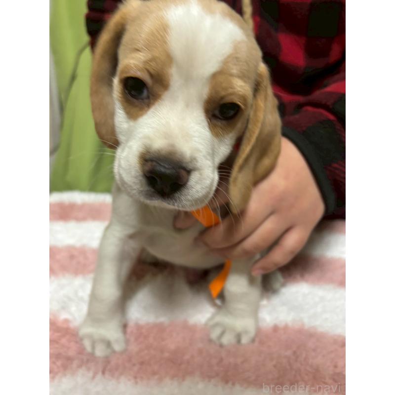 成約済の栃木県のビーグル-436059の2枚目