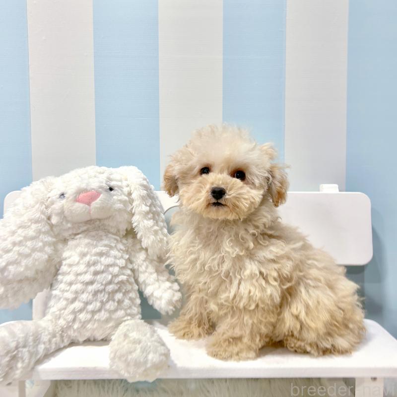 販売中の栃木県のマルプー:マルチーズ×トイプードル-440807の2枚目