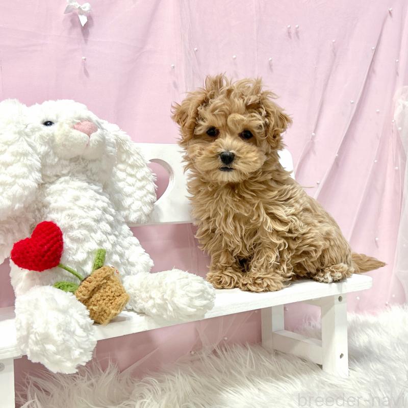 販売中の栃木県のマルプー:マルチーズ×トイプードル-440809の7枚目