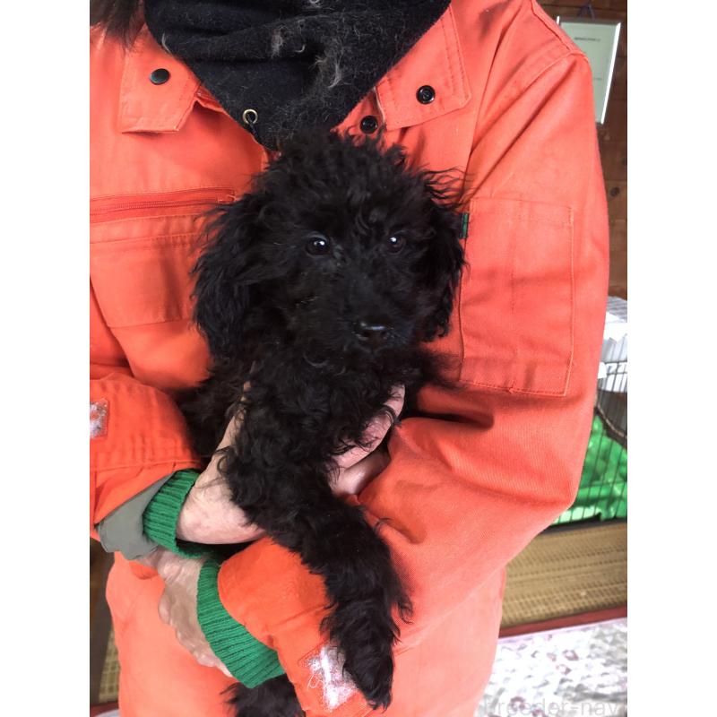 販売中の兵庫県のトイプードル-431955の12枚目