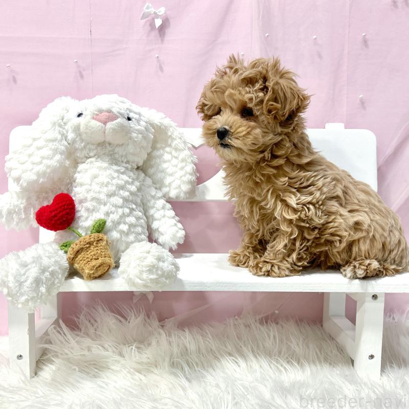 販売中の栃木県のマルプー:マルチーズ×トイプードル-440809の6枚目