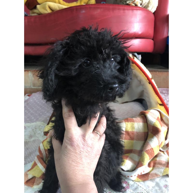 販売中の兵庫県のトイプードル-431955の11枚目