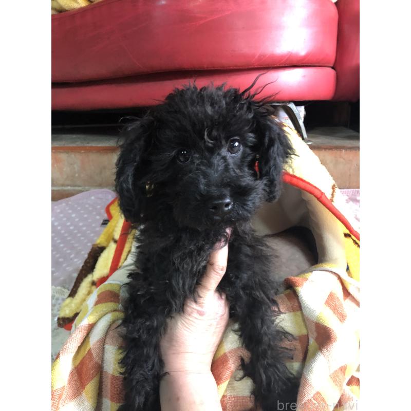 販売中の兵庫県のトイプードル-431955の10枚目