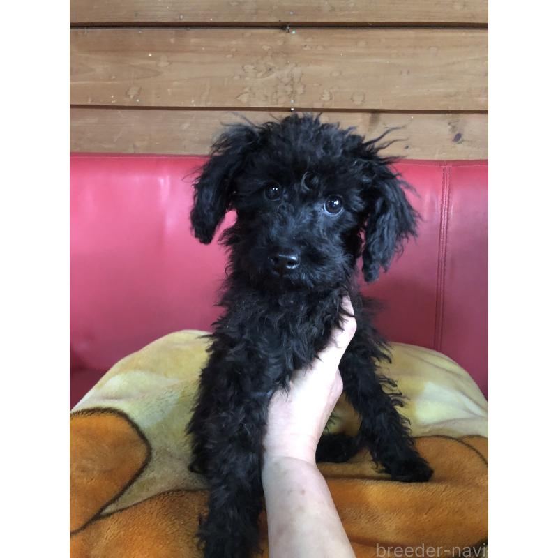 販売中の兵庫県のトイプードル-431955の9枚目