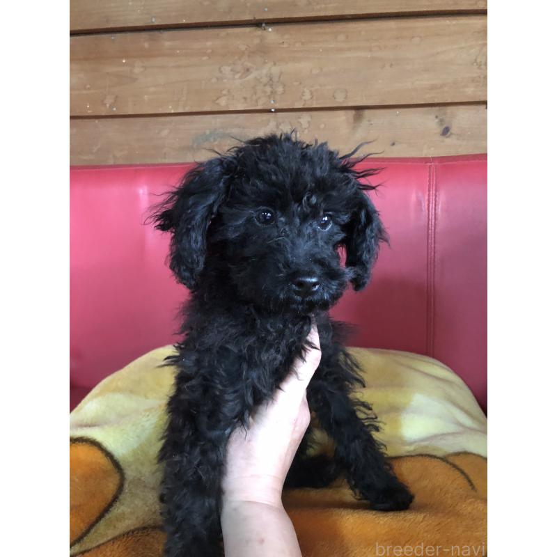 販売中の兵庫県のトイプードル-431955の8枚目