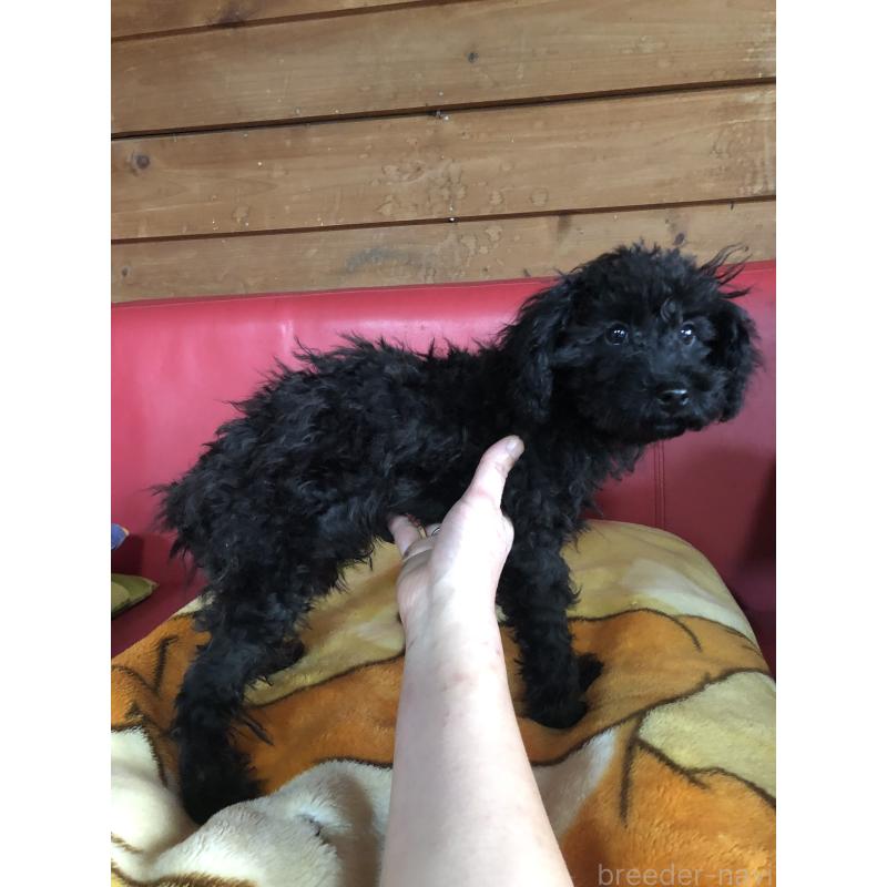 販売中の兵庫県のトイプードル-431955の7枚目