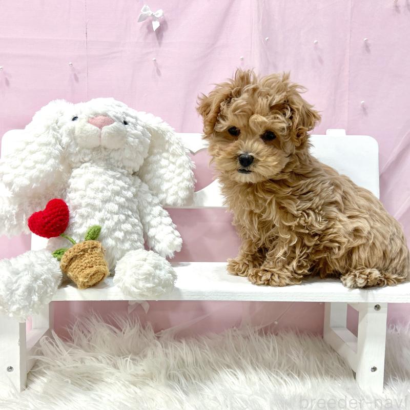 販売中の栃木県のマルプー:マルチーズ×トイプードル-440809の5枚目