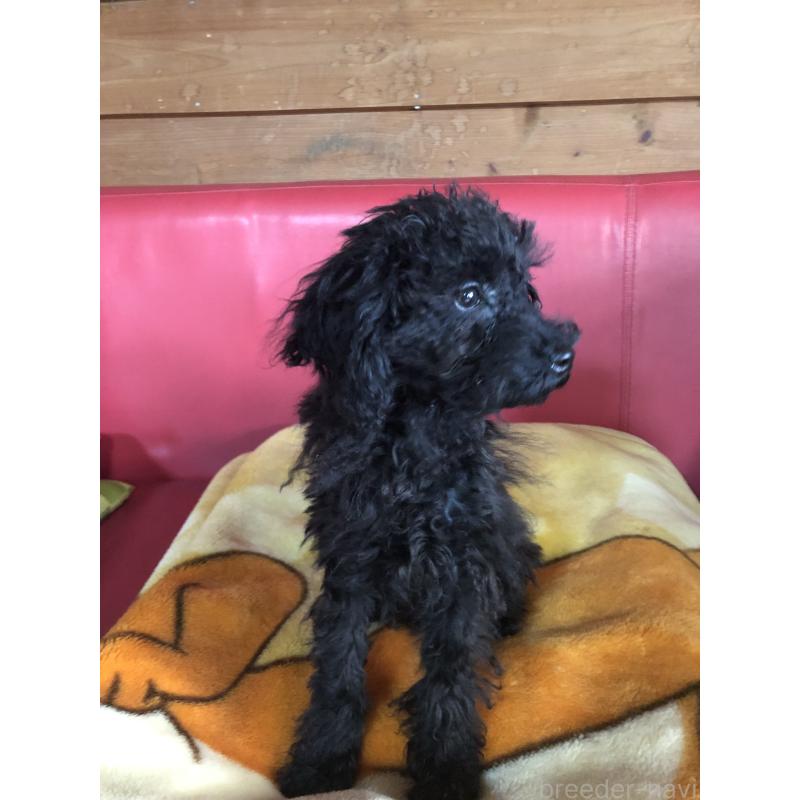 販売中の兵庫県のトイプードル-431955の6枚目