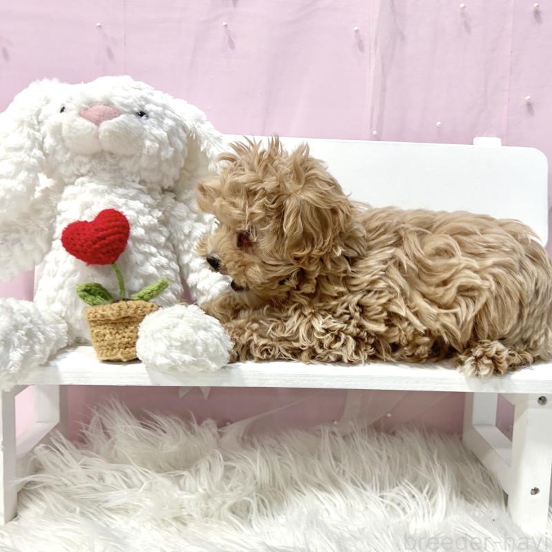 販売中の栃木県のマルプー:マルチーズ×トイプードル-440809の4枚目