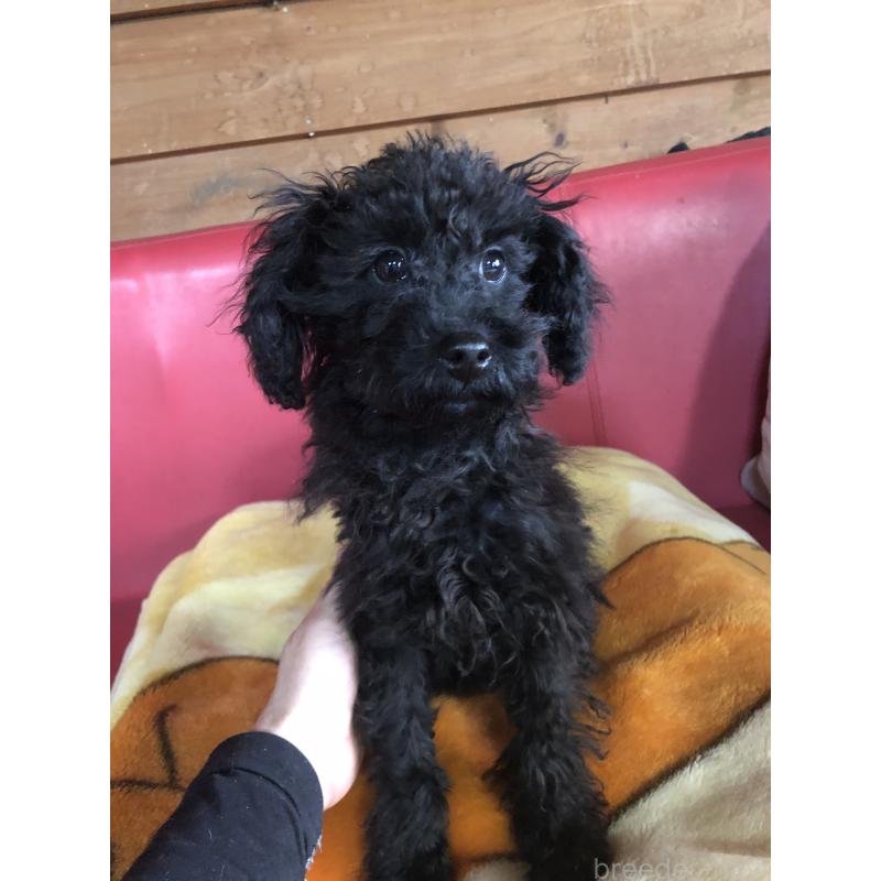 販売中の兵庫県のトイプードル-431955の5枚目