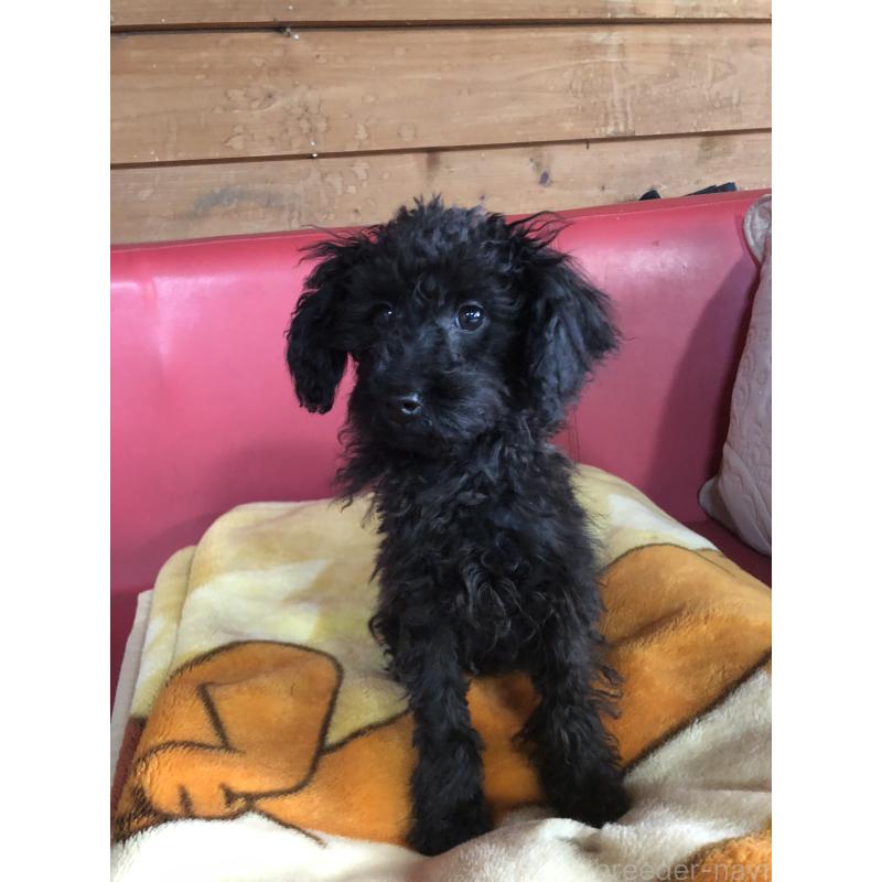 販売中の兵庫県のトイプードル-431955の4枚目