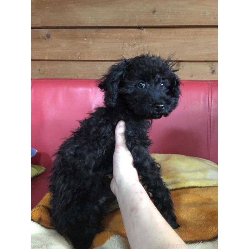 販売中の兵庫県のトイプードル-431955の3枚目