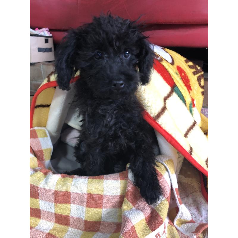 販売中の兵庫県のトイプードル-431955の2枚目