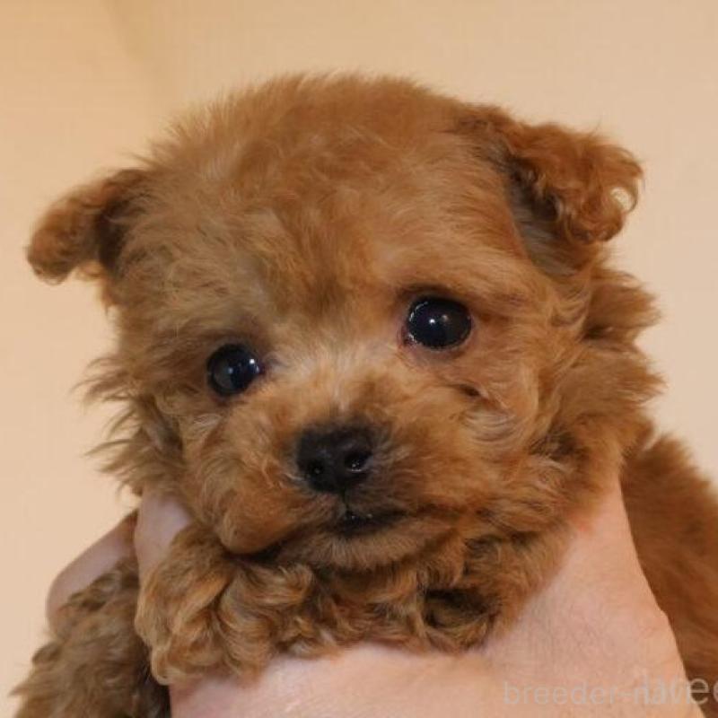 販売中の広島県のタイニープードル-440808の1枚目