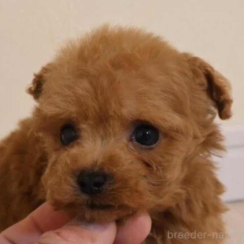 販売中の広島県のタイニープードル-440808の6枚目