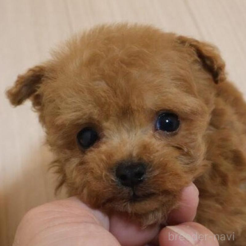 販売中の広島県のタイニープードル-440808の5枚目