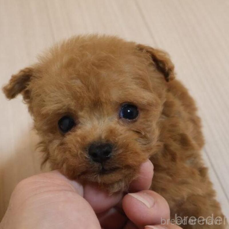 販売中の広島県のタイニープードル-440808の2枚目