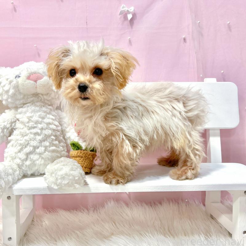 販売中の栃木県のマルプー:マルチーズ×トイプードル-440811の7枚目