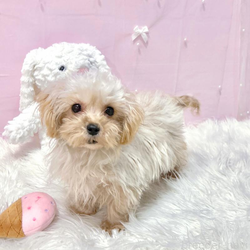 販売中の栃木県のマルプー:マルチーズ×トイプードル-440811の6枚目