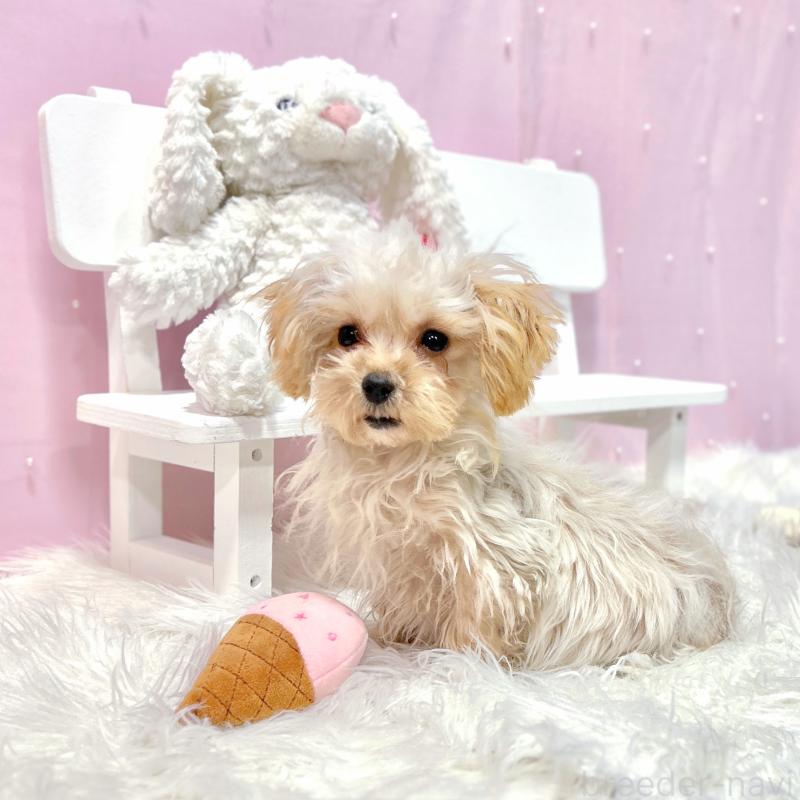 販売中の栃木県のマルプー:マルチーズ×トイプードル-440811の5枚目