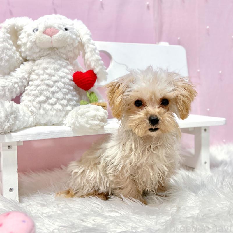 販売中の栃木県のマルプー:マルチーズ×トイプードル-440811の4枚目