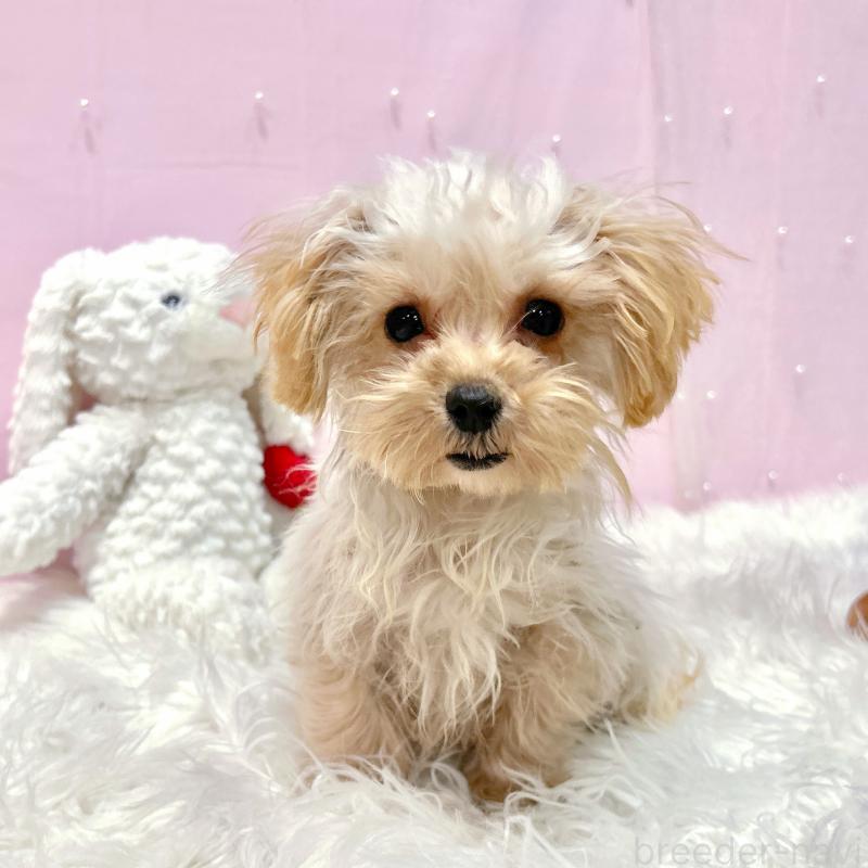 販売中の栃木県のマルプー:マルチーズ×トイプードル-440811の2枚目