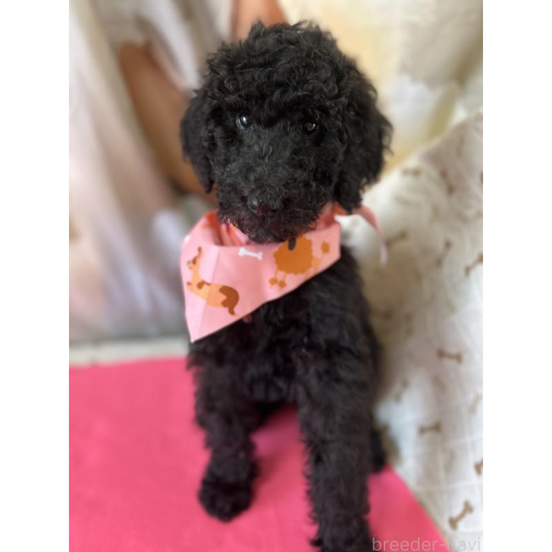 販売中の香川県のスタンダードプードル-428457の7枚目